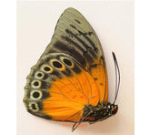 Agrias beata x Prepona demphon hybird (Peru)